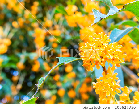 Autumn scenery: Orange-colored osmanthus with a rich fragrance 109627350