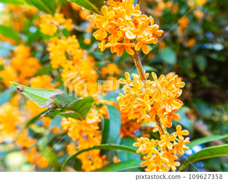 秋景:橘色桂花,香氣濃鬱 秋景:橘色桂花,香氣濃鬱 109627358