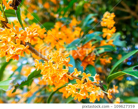 秋景:橘色桂花,香氣濃鬱 秋景:橘色桂花,香氣濃鬱 109627359