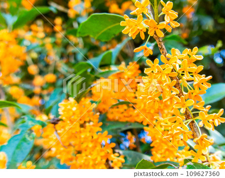 秋景:橘色桂花,香氣濃鬱 秋景:橘色桂花,香氣濃鬱 109627360