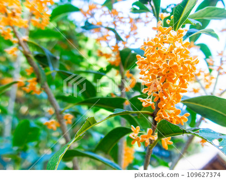 Autumn scenery: Orange-colored osmanthus with a rich fragrance Autumn scenery: Orange-colored osmanthus with a rich fragrance 109627374