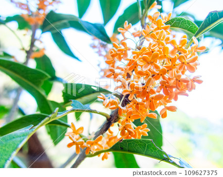 Autumn scenery: Orange-colored osmanthus with a rich fragrance 109627375