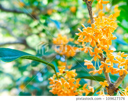 秋景:橘色桂花,香氣濃鬱 秋景:橘色桂花,香氣濃鬱 109627376