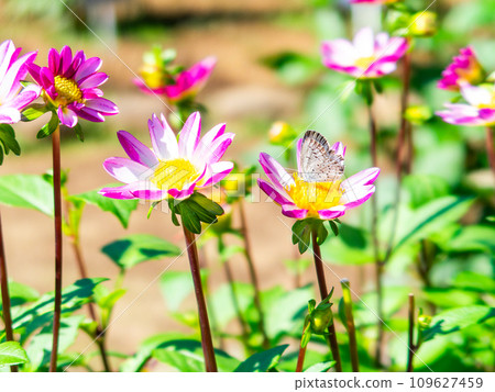 在秋日陽光明媚的天空下，一隻可愛的利卡恩蝴蝶正在盛開的大麗花中吸取花蜜。 109627459