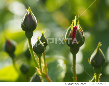 Rose buds bathed in the morning light 109627533