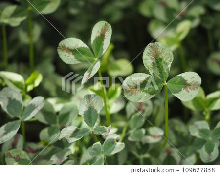 雜色葉三葉草 109627838