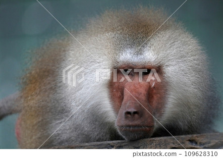 俯臥狒狒臉部的特寫 109628310