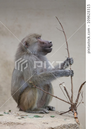 側身狒狒與樹枝 109628315