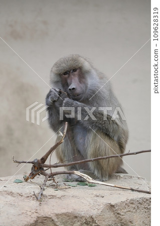 狒狒坐著吃樹枝 109628319