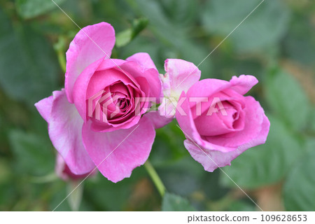 Rose (Coteillon) Rose (Coteillon) 109628653