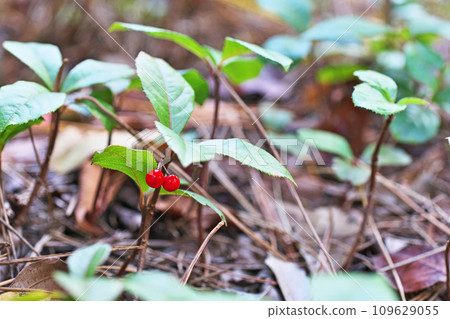 紅十兩果（秋季、11月） 109629055