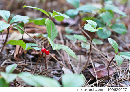 紅十兩果(秋季、11月) 紅十兩果(秋季、11月) 109629057