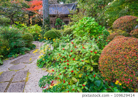 (Shizuoka Prefecture) Ryotanji Temple, Main Hall, Garden (Shizuoka Prefecture) Ryotanji Temple, Main Hall, Garden 109629414