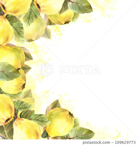 Hand painted watercolor template. Branches with yellow ripe juicy quince whole fruits and leaves with stains and splashes Clipart illustration for banner, frame, card, label. Isolated white background Hand painted watercolor template. Branches with yellow ripe juicy quince whole fruits and leaves with stains and splashes Clipart illustration for banner, frame, card, label. Isolated white background 109629773