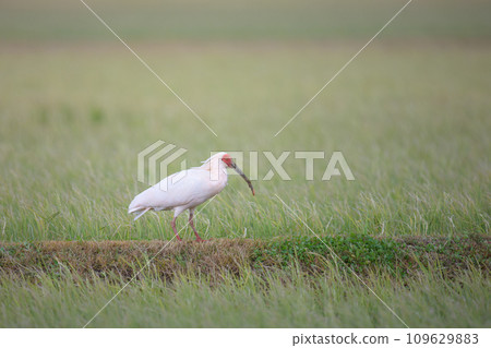 風景與日本宜必思飯店 109629883