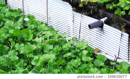 Landscape of wasabi field Landscape of wasabi field 109630077