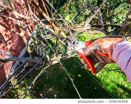 peasant trims apple tree twigs with garden pruner peasant trims apple tree twigs with garden pruner 109630466