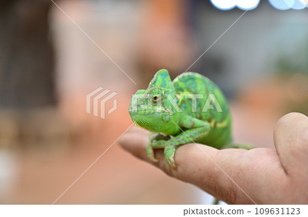 手上有面紗的變色龍（變色龍） 109631123