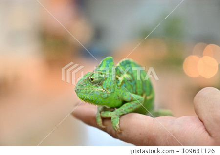 Veiled chameleon (chameleon) on hand Veiled chameleon (chameleon) on hand 109631126