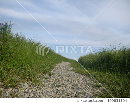 grassy gravel road grassy gravel road 109631194
