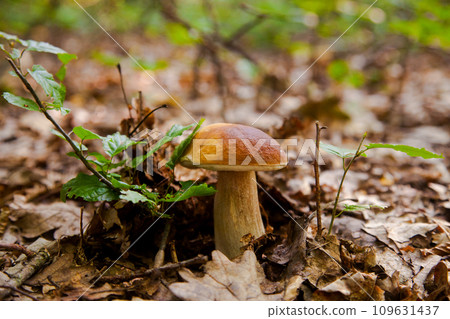 Single Boletus mushroom in the wild. Porcini mushroom grows on the forest floor at autumn season.. Single Boletus mushroom in the wild. Porcini mushroom grows on the forest floor at autumn season.. 109631437