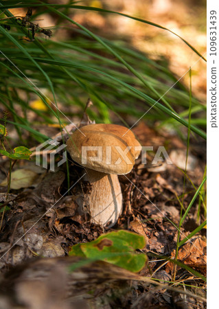 Boletus mushroom in the wild. Porcini mushroom grows on the forest floor at autumn season.. 109631439