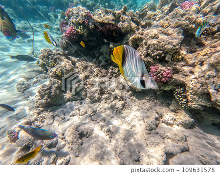 Threadfin butterflyfish (Chaetodon auriga) at the Red Sea coral reef.. Threadfin butterflyfish (Chaetodon auriga) at the Red Sea coral reef.. 109631578