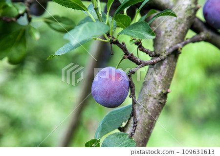 Plum tree branch with ripe juicy fruits on sunset light.. 109631613
