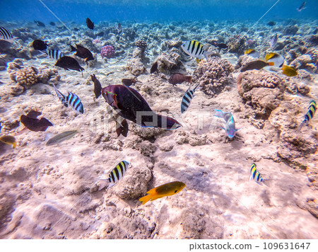 Shoal of differend kinds of the fish - sailfin tang, Longnose Parrotfish, Picasso trigger, Birdmouth wrasse, Klunzinger's wrasse and other tropical fish swimming at the coral reef in the Red Sea, Shoal of differend kinds of the fish - sailfin tang, Longnose Parrotfish, Picasso trigger, Birdmouth wrasse, Klunzinger's wrasse and other tropical fish swimming at the coral reef in the Red Sea, 109631647
