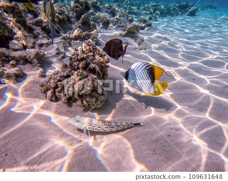 Speckled sandperch fish (Parapercis hexophthalma) on sand at coral reef.. 109631648