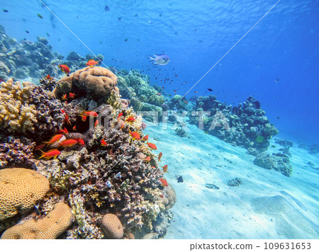 Underwater life of reef with corals, shoal of Lyretail anthias (Pseudanthias squamipinnis) and other kinds of tropical fish. Coral Reef at the Red Sea, Egypt. Underwater life of reef with corals, shoal of Lyretail anthias (Pseudanthias squamipinnis) and other kinds of tropical fish. Coral Reef at the Red Sea, Egypt. 109631653