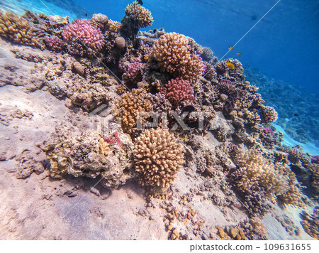 Underwater life of reef with corals and tropical fish. Coral Reef at the Red Sea, Egypt. Underwater life of reef with corals and tropical fish. Coral Reef at the Red Sea, Egypt. 109631655