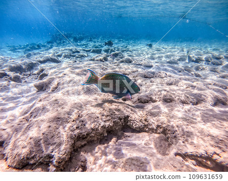 Close up view of Hipposcarus longiceps or Longnose Parrotfish (Hipposcarus Harid) at coral reef.. 109631659