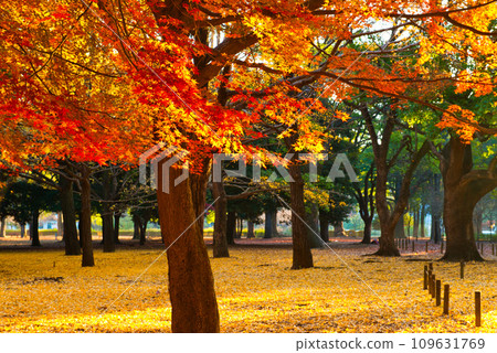 Maple leaves dyed red in Yoyogi Park, Tokyo Maple leaves dyed red in Yoyogi Park, Tokyo 109631769