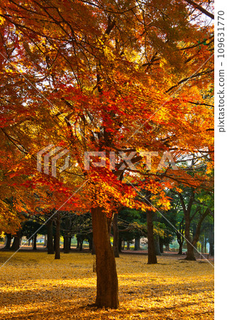 東京代代木公園的楓葉被染成紅色 東京代代木公園的楓葉被染成紅色 109631770