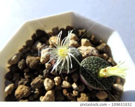 最低維特貝爾根語 最低維特貝爾根語 109631832