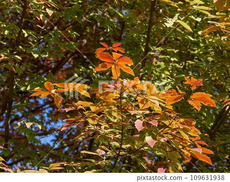 Autumn leaves of Megusurinoki (eyedrop tree) 109631938