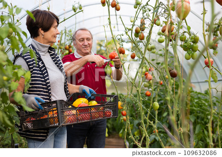 Wife holds a box of vegetables, the husband harvests ripe tomatoes and puts them in box Wife holds a box of vegetables, the husband harvests ripe tomatoes and puts them in box 109632086