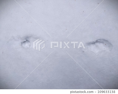 Footprints of wildlife Footprints of wildlife 109633138