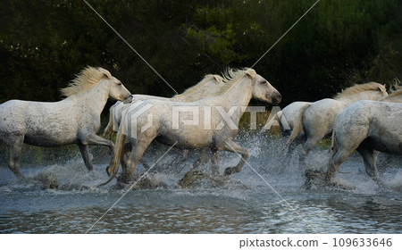 Running white horse Running white horse 109633646