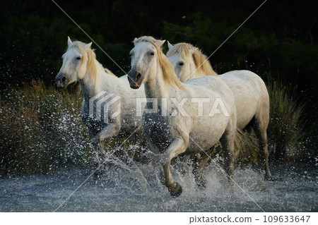 Running white horse 109633647