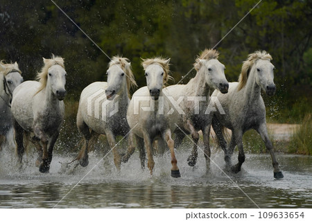 Running white horse 109633654