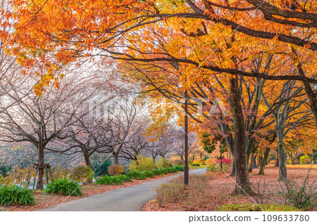 Autumn Shonai Ryokuchi Park, autumn leaves and cherry blossoms (Nagoya City, Aichi Prefecture) 109633780
