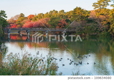 Autumn Jurakuen Park (Tokai City, Aichi Prefecture) 109634080