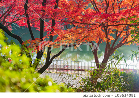 Autumn Jurakuen Park (Tokai City, Aichi Prefecture) Autumn Jurakuen Park (Tokai City, Aichi Prefecture) 109634091