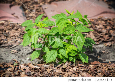 Young raspberry leaves in the garden. High quality photo Young raspberry leaves in the garden. High quality photo 109634123