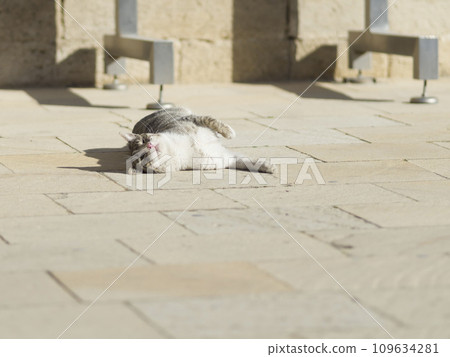 A cat lying on a bright street A cat lying on a bright street 109634281