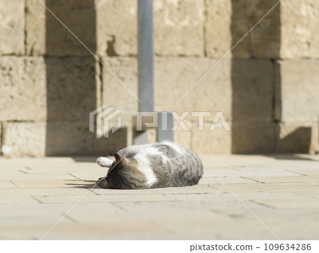 A cat lying on a bright street A cat lying on a bright street 109634286