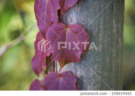 The vitality of ivy maples that are entwined with each other and turn autumn leaves. 109634481