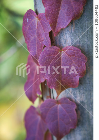 The vitality of ivy maples that are entwined with each other and turn autumn leaves. 109634482